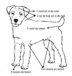 Voorkeursplekken teken bij hond